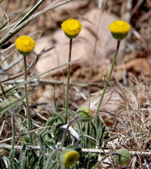 Erigeron aphanactis congestus