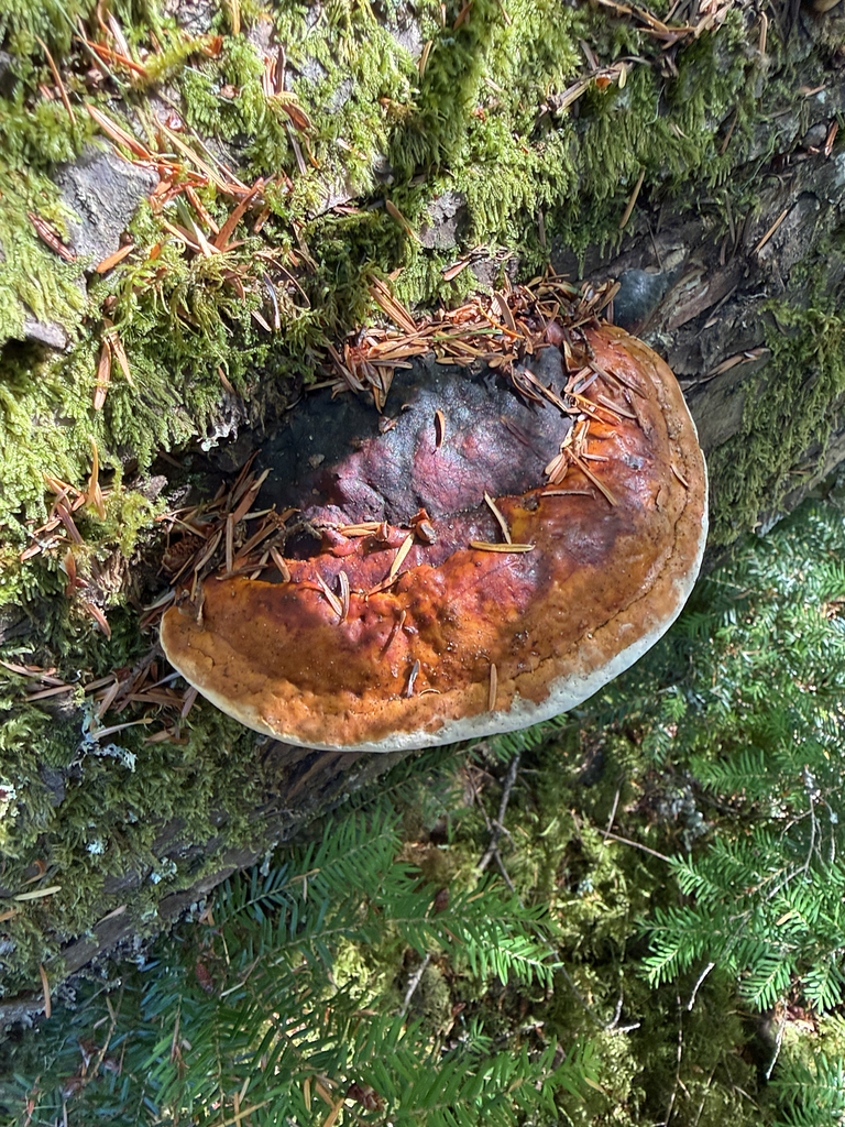 Northern Red Belt · September 2026 · photo: Photo: no rights reserved · iNaturalist
