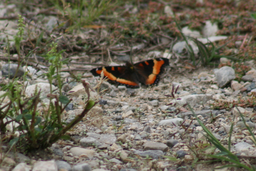 Milbert's Tortoiseshell