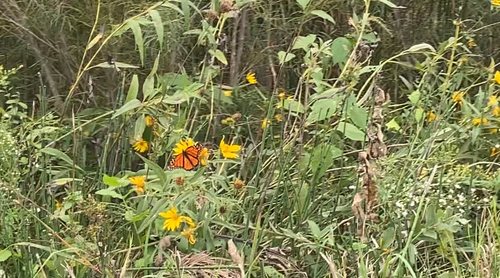 Monarch