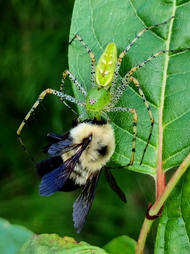 Green Lynx Spider