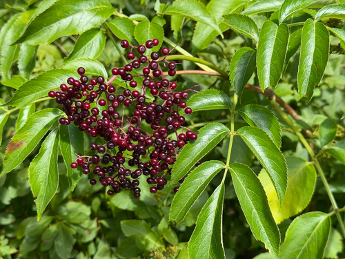 American black elderberry
