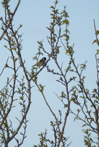 European Goldfinch