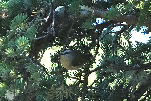 Golden-crowned Kinglet
