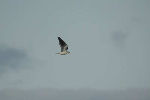 White-tailed Kite