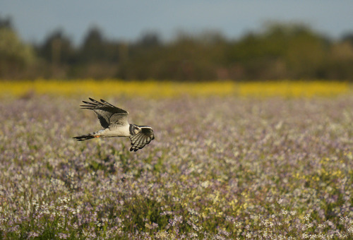 Long-winged Harrier