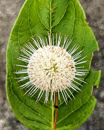 buttonbush