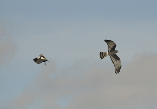 Southern Lapwing