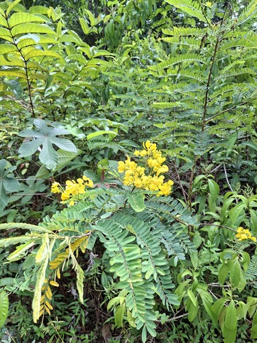 Senna multijuga observed 2026-09-16
