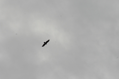 Turkey Vulture