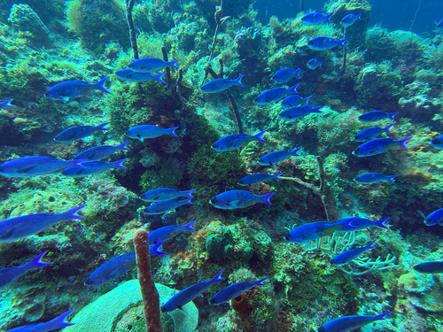 Creole Wrasse