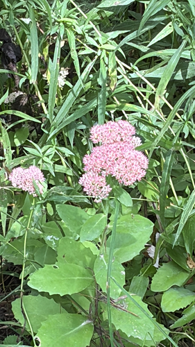 Orpine