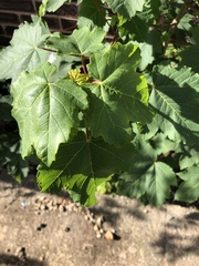Acer pseudoplatanus
