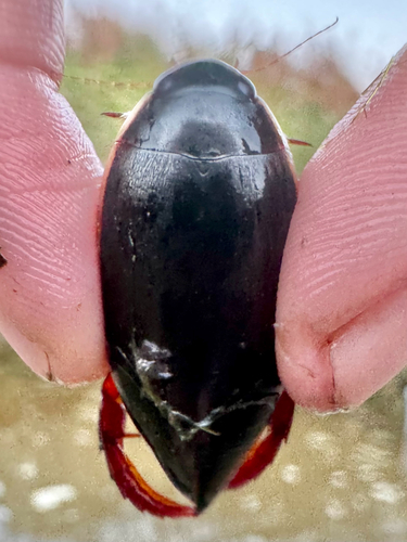 Fringed Diving Beetle