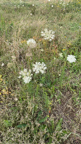 wild carrot
