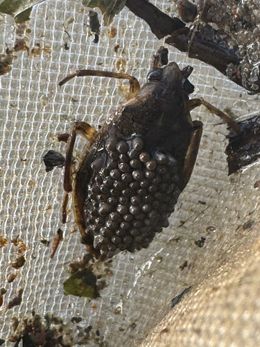 Belostoma