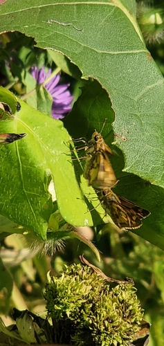 Peck's Skipper