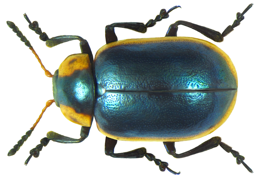 Mesoplatys cincta