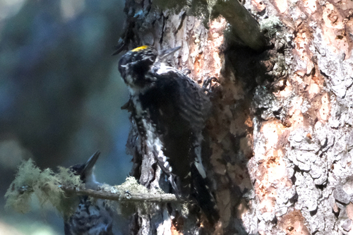 American Three-toed Woodpecker