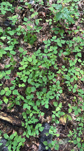 American hog-peanut