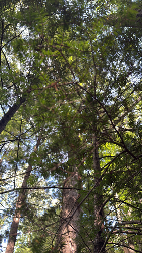 eastern hemlock
