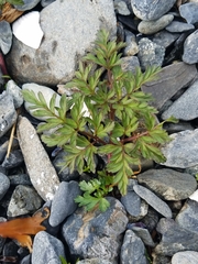 Conioselinum gmelinii