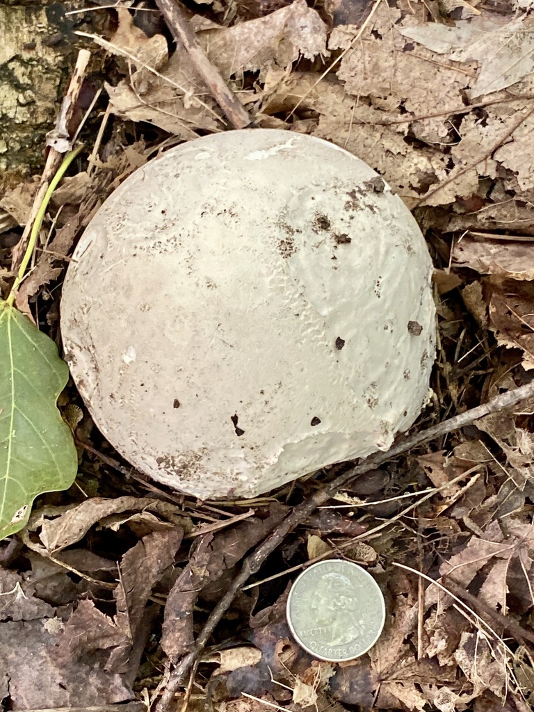 giant puffball · September 2026 · photo: Photo: (c) Sandy Wolkenberg, some rights reserved (CC BY) · iNaturalist