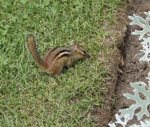 Eastern Chipmunk