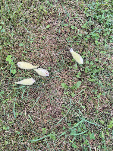 common milkweed