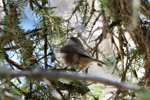 Boreal Chickadee