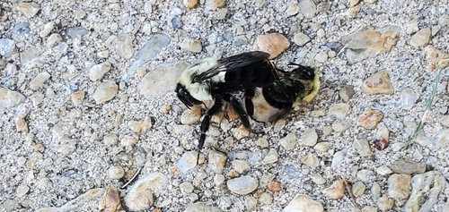 Common Eastern Bumble Bee