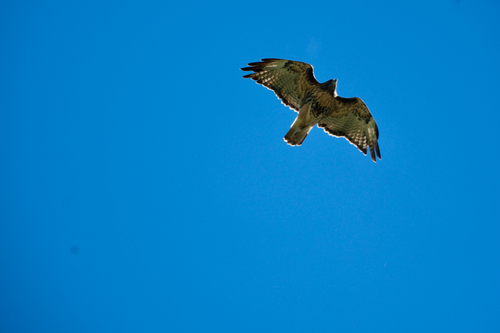 Red-tailed Hawk