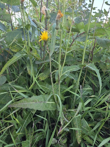 Perennial Sow Thistle