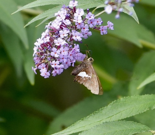 Silver-spotted Skipper