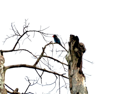 Dollarbird