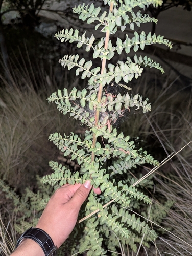 Coriaria ruscifolia observed 2026-09-16