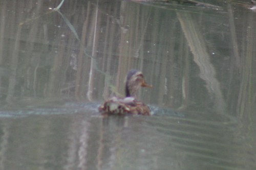 Mallard