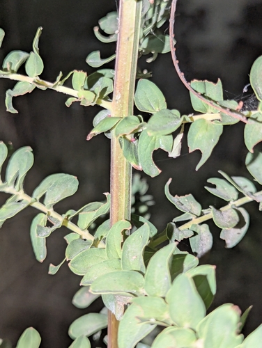 Coriaria ruscifolia, photograph 6