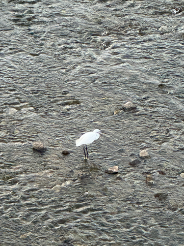 Little Egret