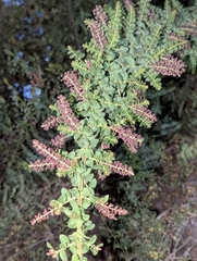 Coriaria ruscifolia
