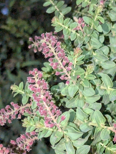 Coriaria ruscifolia, photograph 2