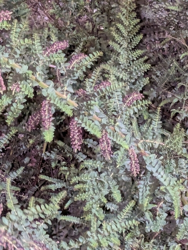 Coriaria ruscifolia, photograph 3