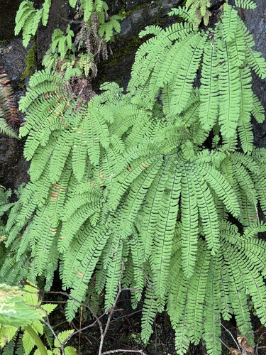 western maidenhair fern