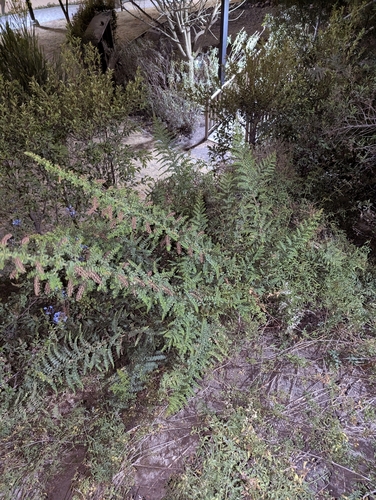 Coriaria ruscifolia, photograph 4