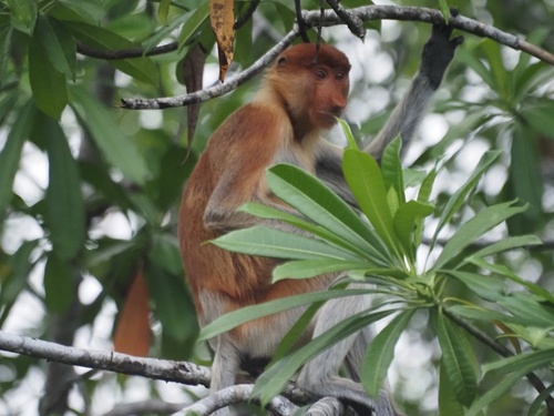 Proboscis Monkey