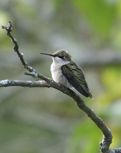 Ruby-throated Hummingbird