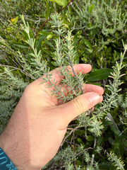 Conradina canescens