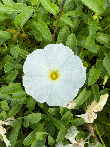 Ipomoea imperati, photograph 2