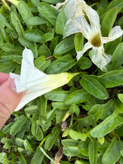 Ipomoea imperati, photograph (c) sblumen, some rights reserved (CC BY)