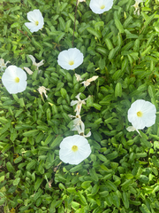 Ipomoea imperati, photograph (c) sblumen, some rights reserved (CC BY)
